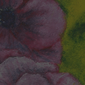 Purple Anemonies